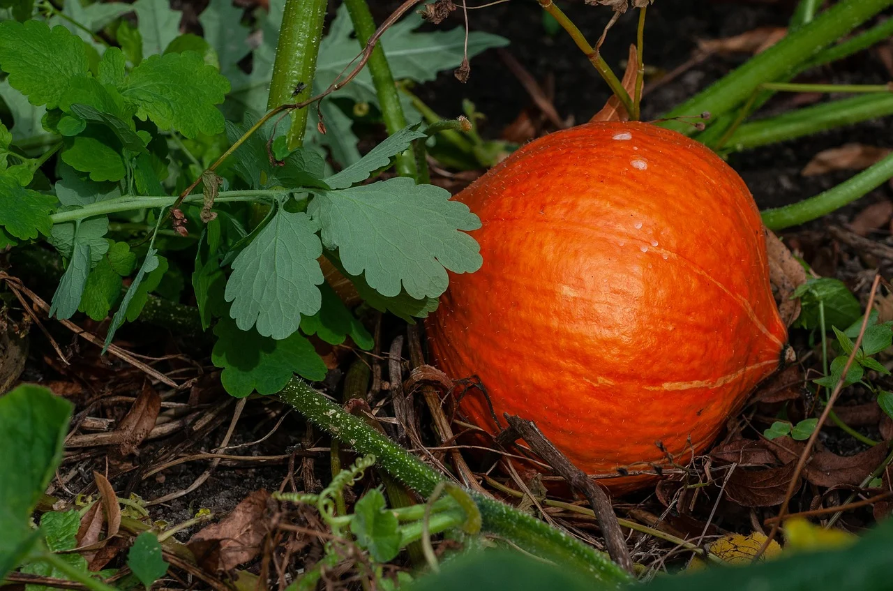 Hokkaido pumpkin in the garden
