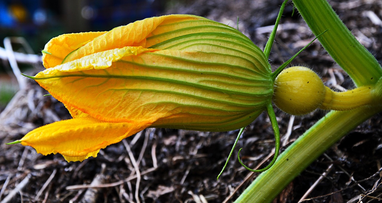 Weiblich Kürbisblüte