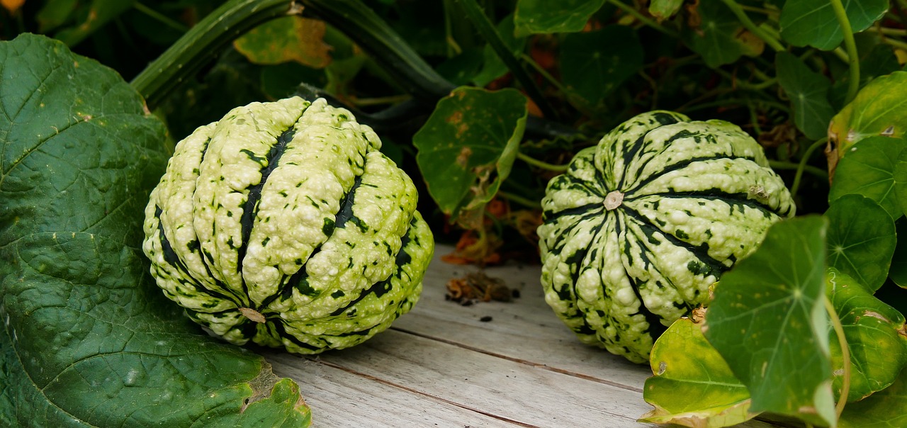 Pumpkin plant