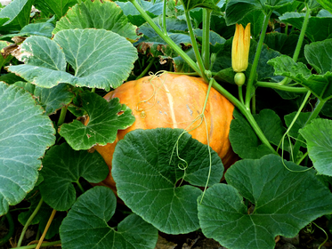 How to Care for Pumpkins: 6 Tips for a Rich Harvest