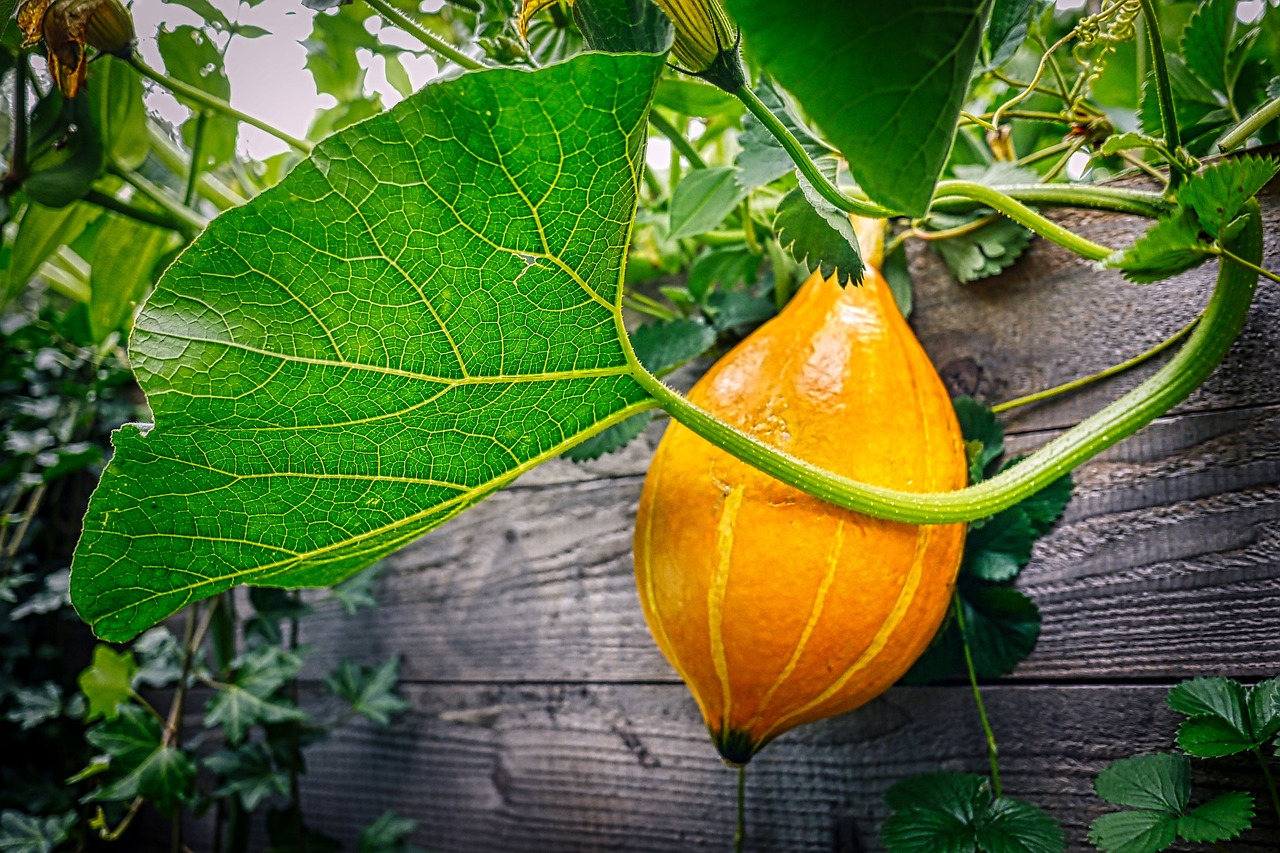 Pumpkin in compost