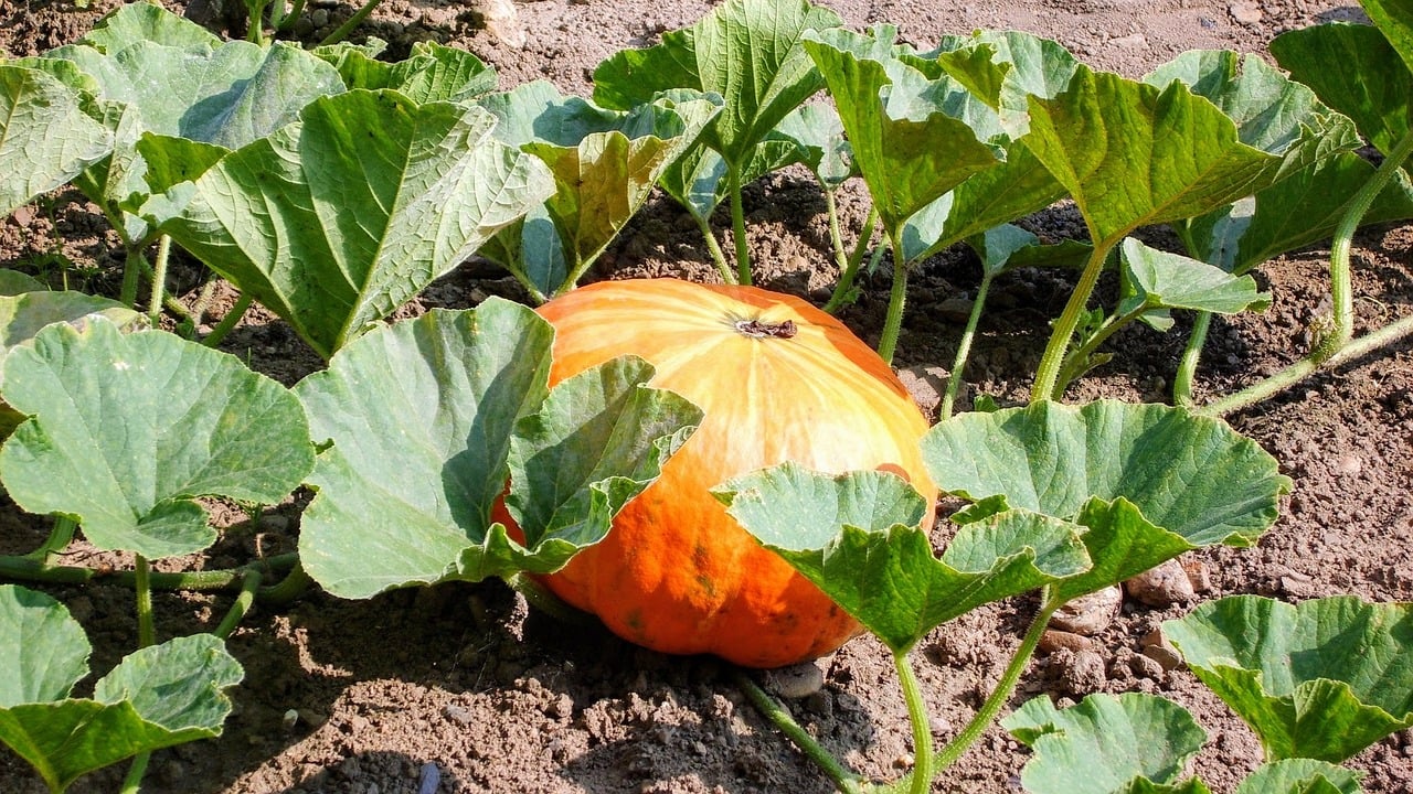 Pumpkin plant