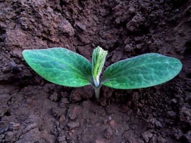 Sowing Pumpkin: Propagating and Direct Sowing
