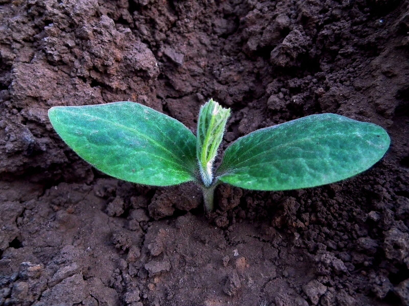 Sowing Pumpkin: Propagating and Direct Sowing