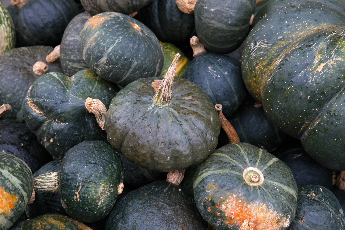 Muscat Pumpkin
