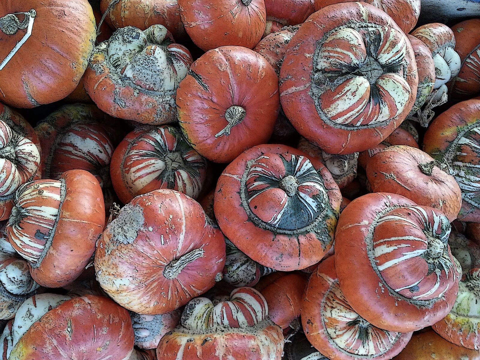 Turban pumpkins