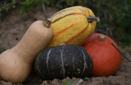 Edible Pumpkins - What Types of Pumpkin Are There?
