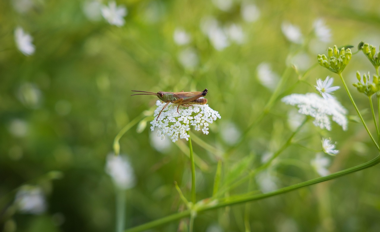 Grasshopper on a plant