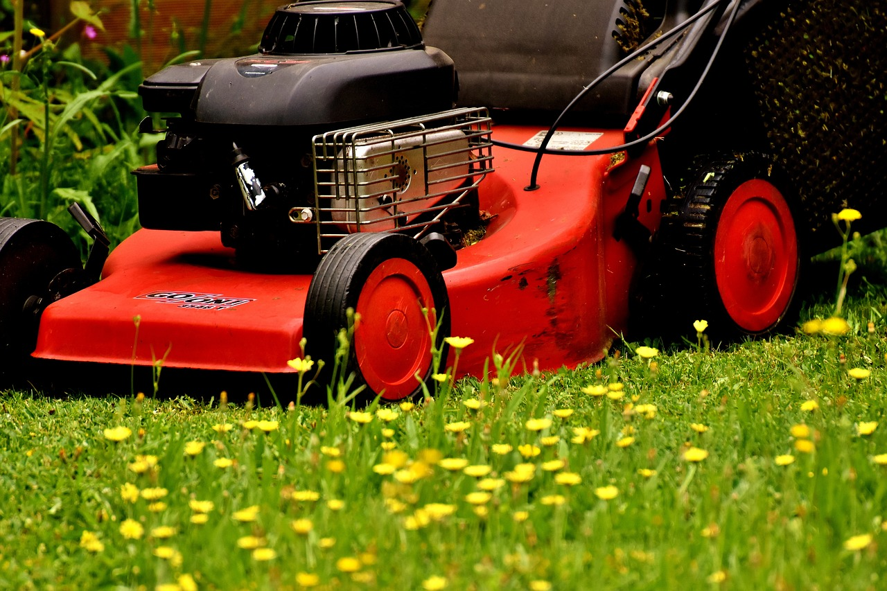 No Mow May Explained: Why You Should Skip Mowing in May