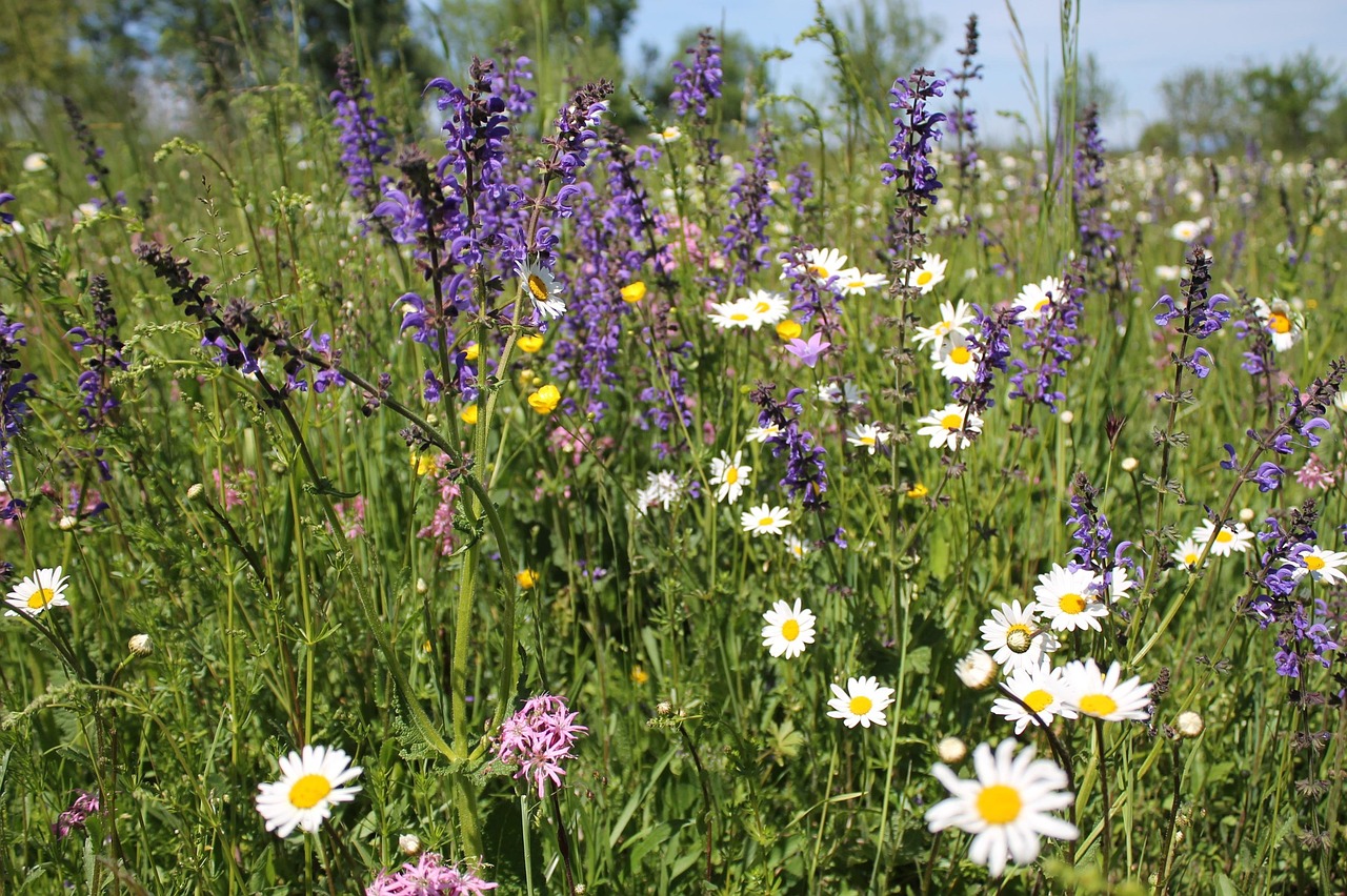 Flowering meadow with wildflowers