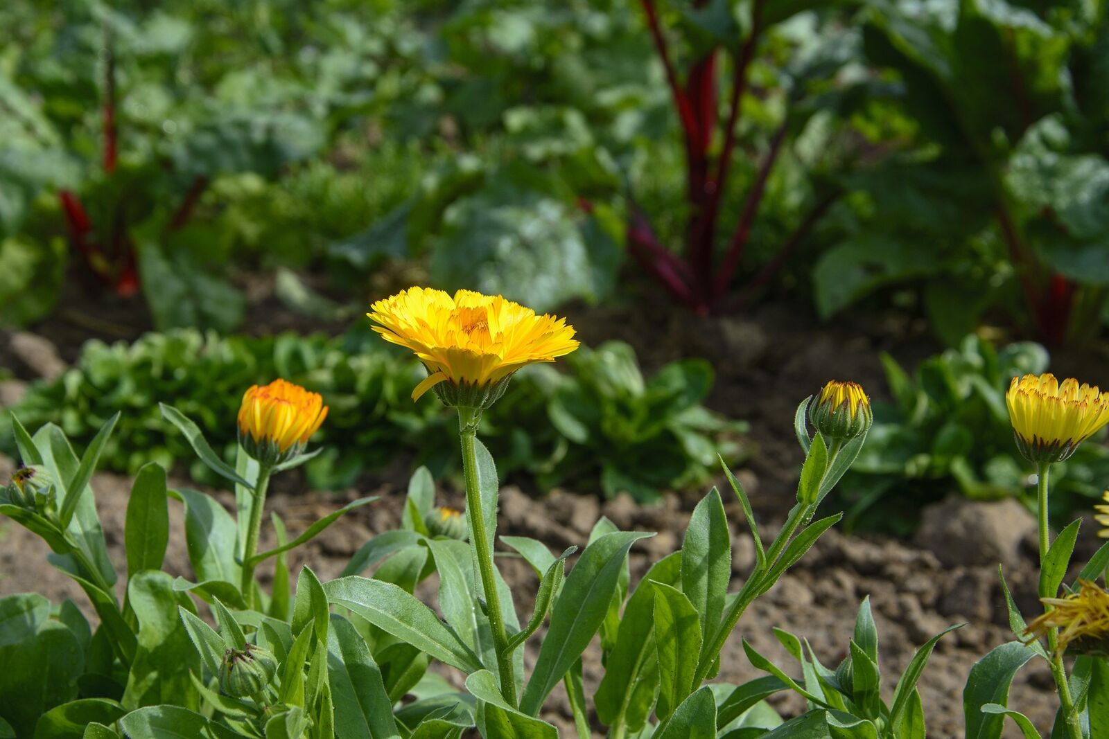 Salat und Ringelblumen als gute Beetpartner für Mangold