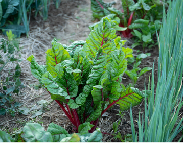 Swiss chard - Companion plants, antagonistic plants