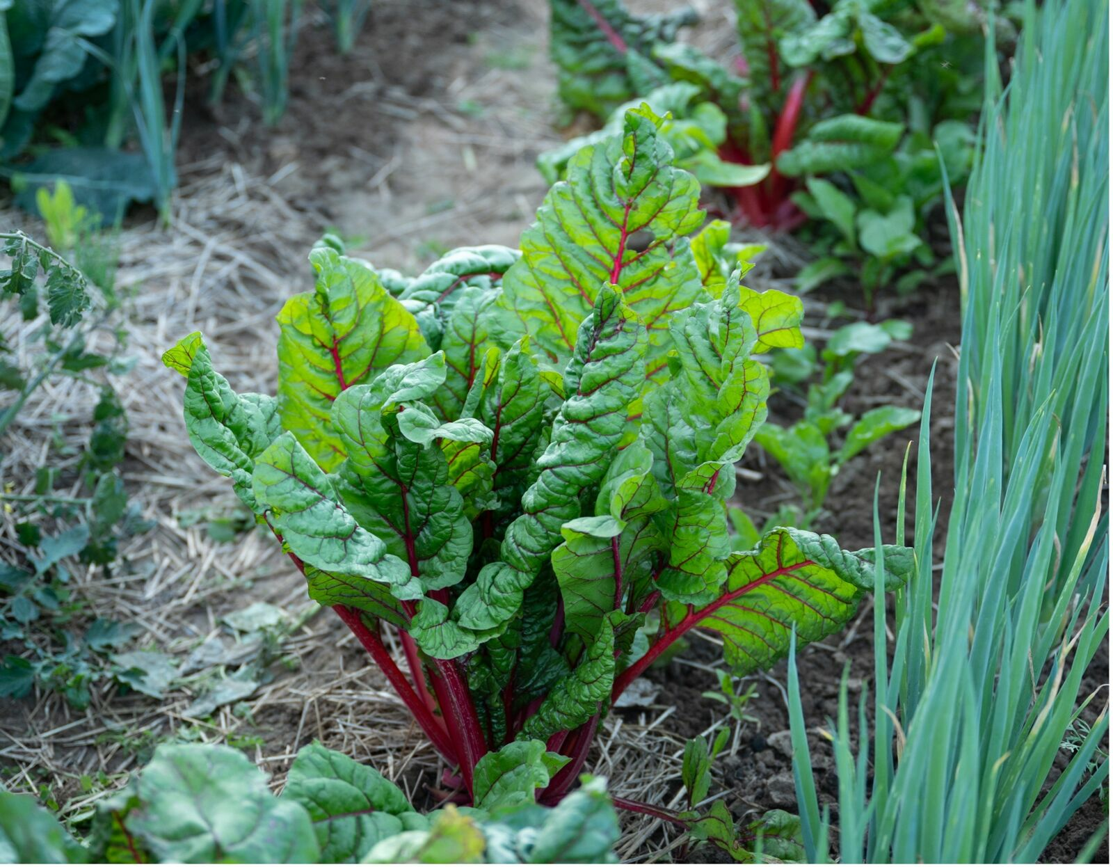 Companion Plants for Swiss Chard: What (Not) to Plant With Swiss Chard?