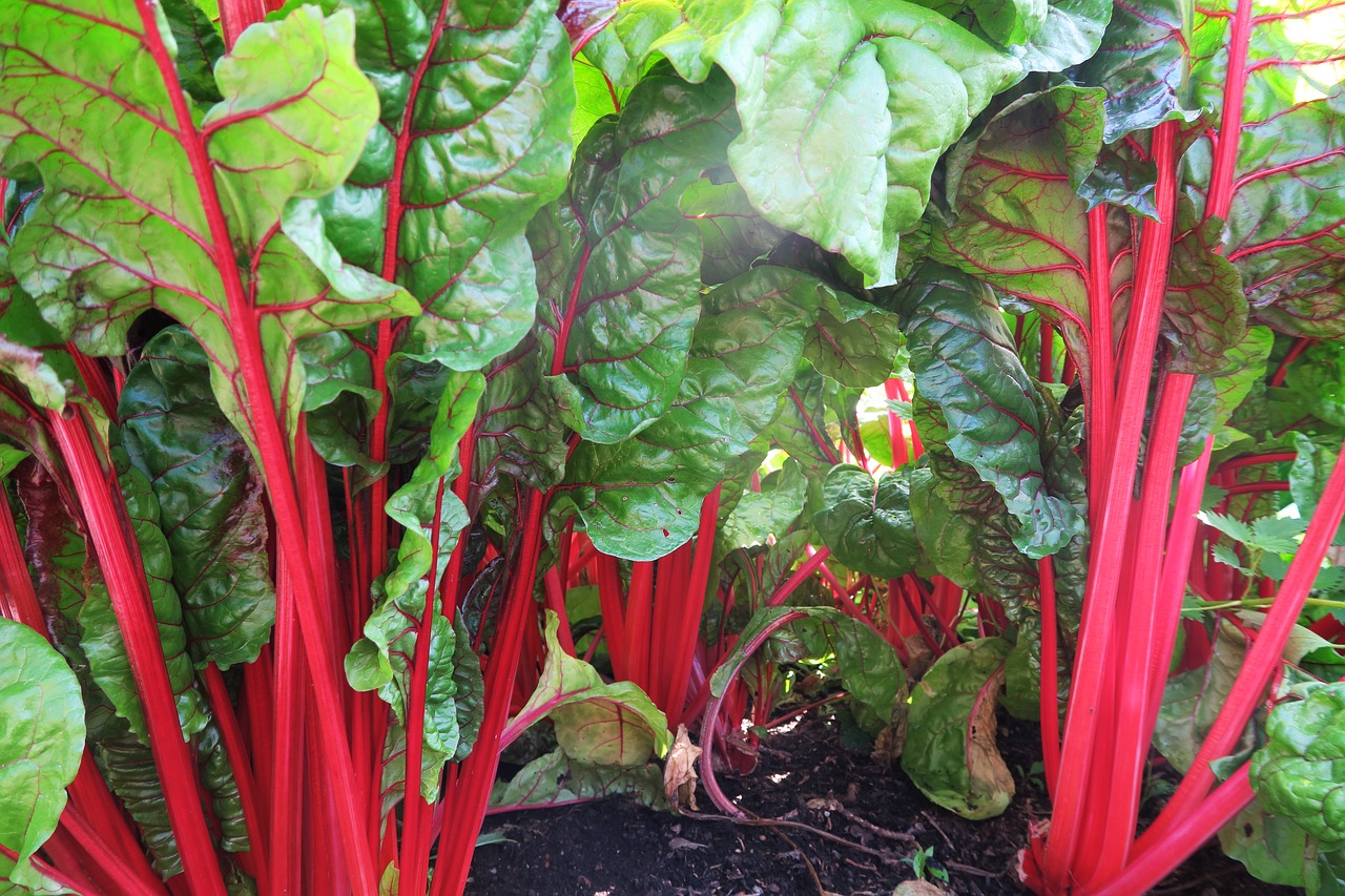 red leaf chard