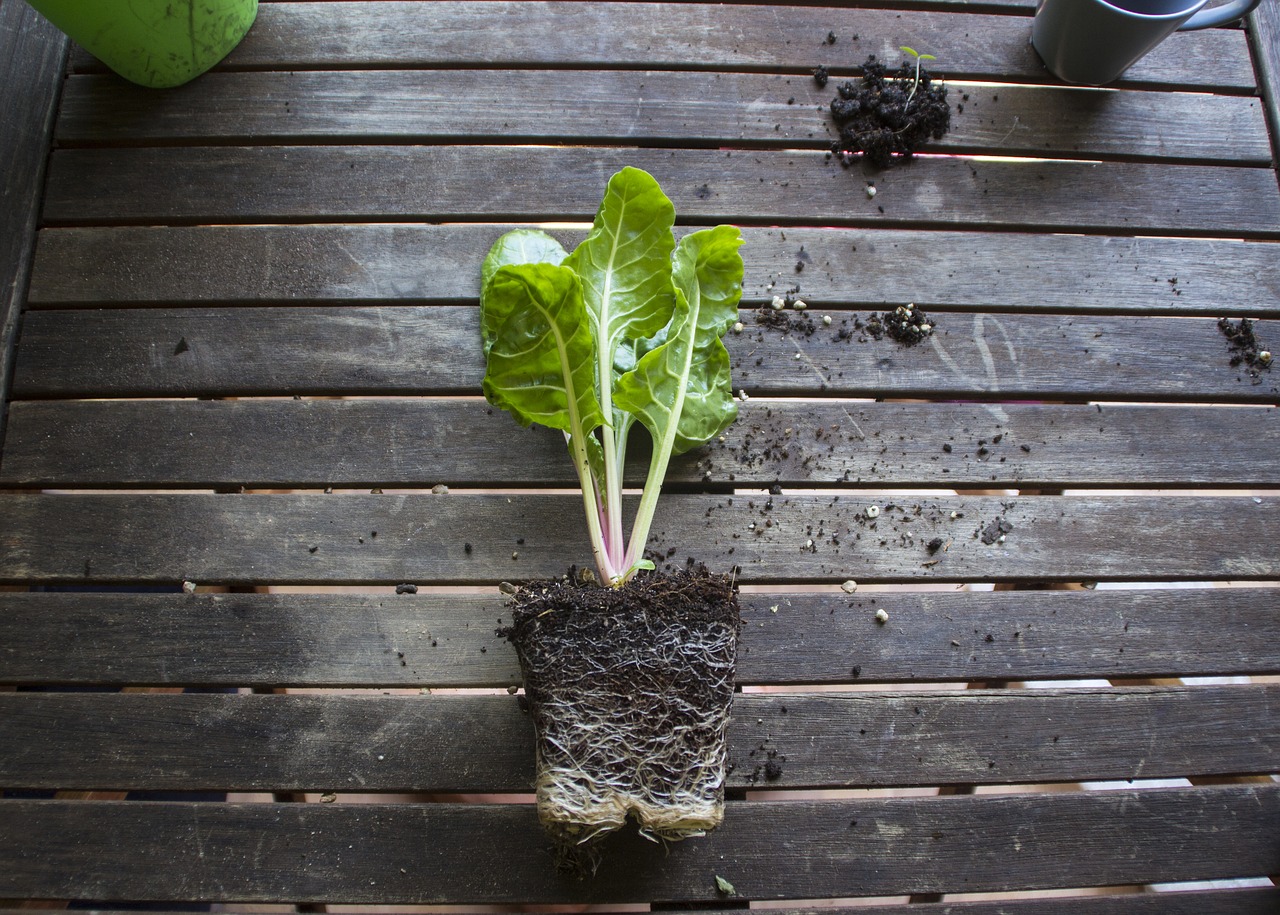 Chard young plant