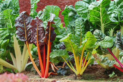 Planting, Harvesting & Preparing Chard