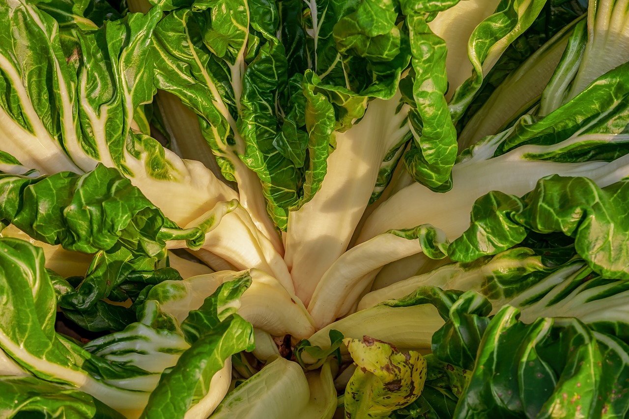 Chard plant