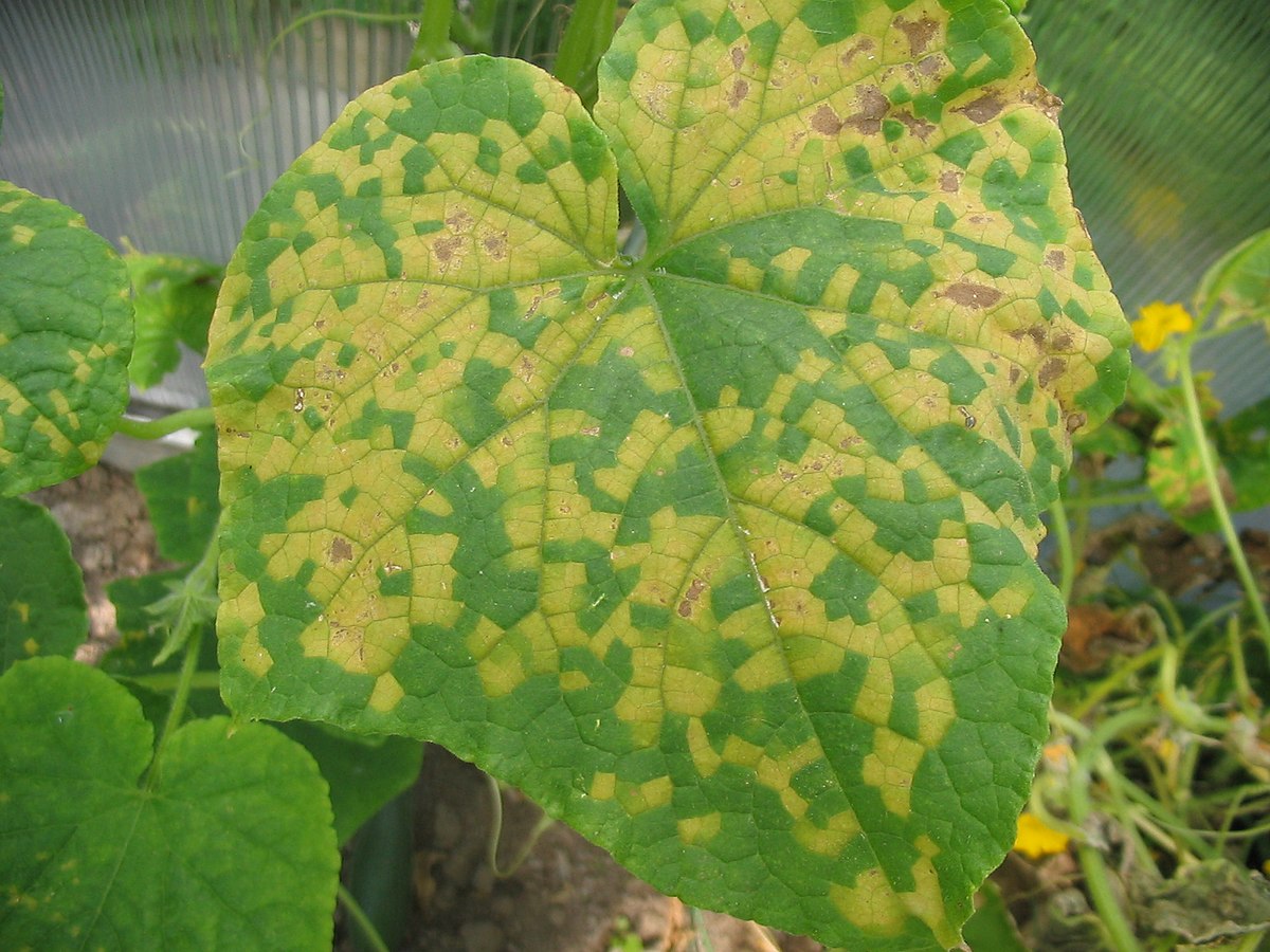 Downy mildew on cucumber plants