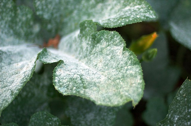 Recognizing, Preventing, Combating Powdery and Downy Mildew