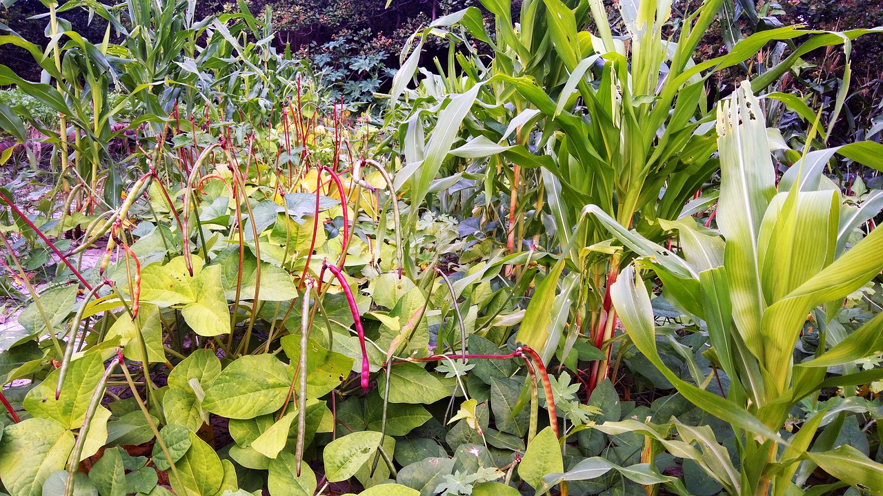 Milpa-Beet mit roten Feuerbohnen