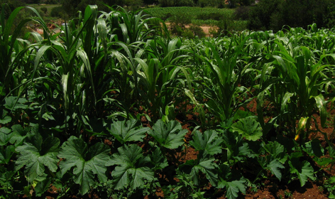 Milpa-Beet anlegen: Die drei Schwestern pflanzen (+ Pflanzplan)