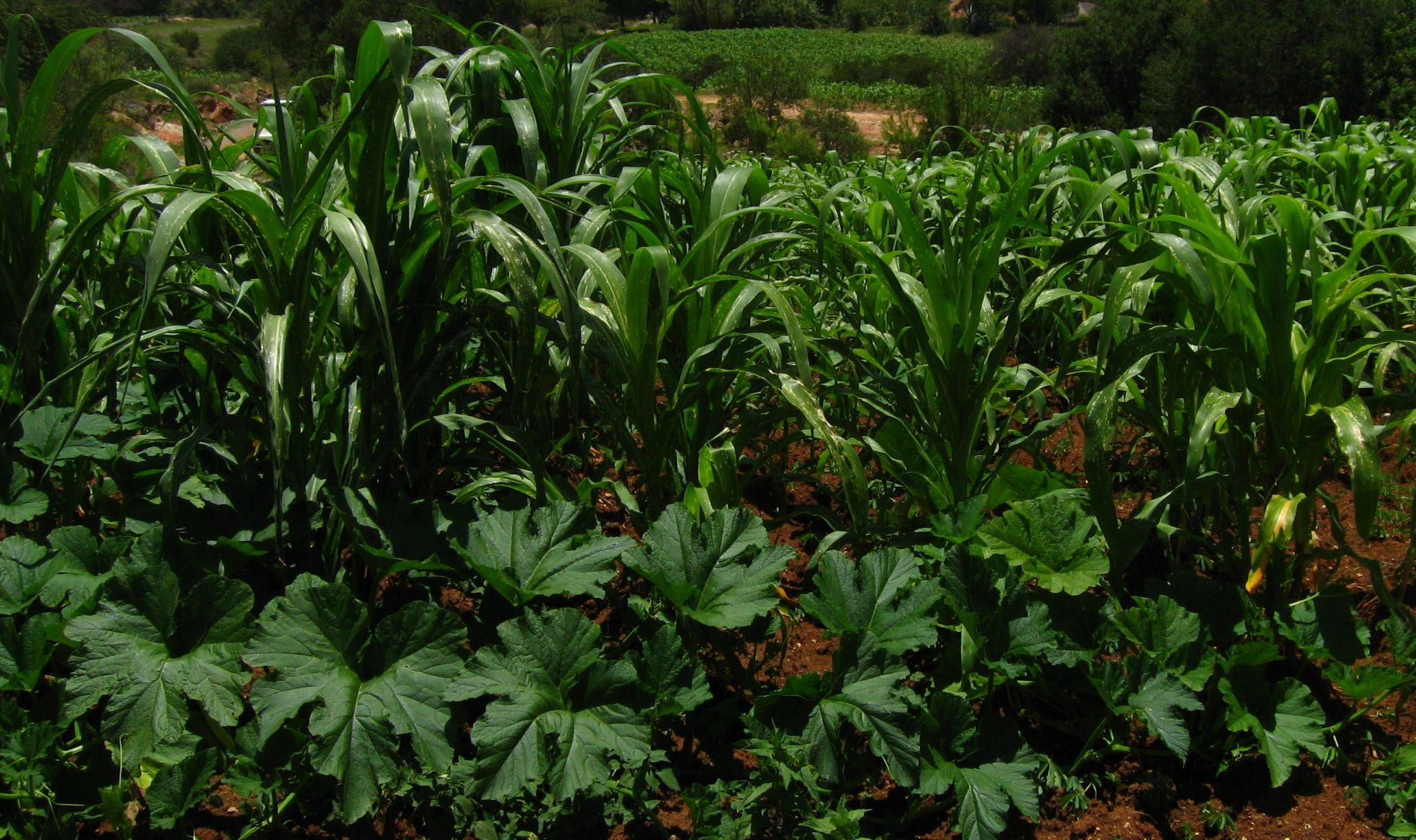 Milpa-Beet anlegen: Die drei Schwestern pflanzen (+ Pflanzplan)