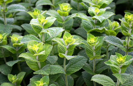 Planting, Sowing & Harvesting Mint: How It Works