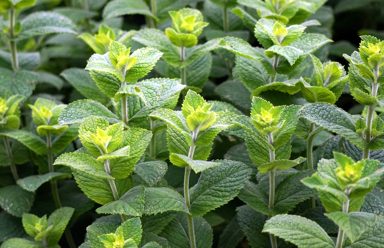 Planting, Sowing & Harvesting Mint: How It Works