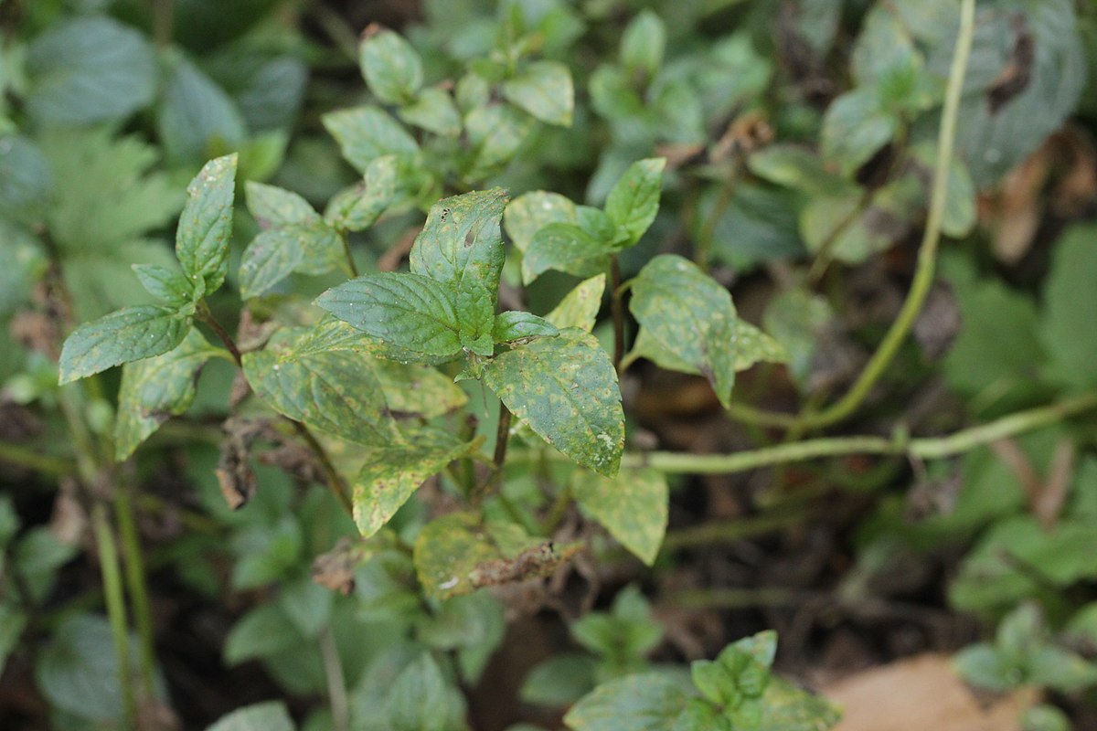 Peppermint rust on mint plant