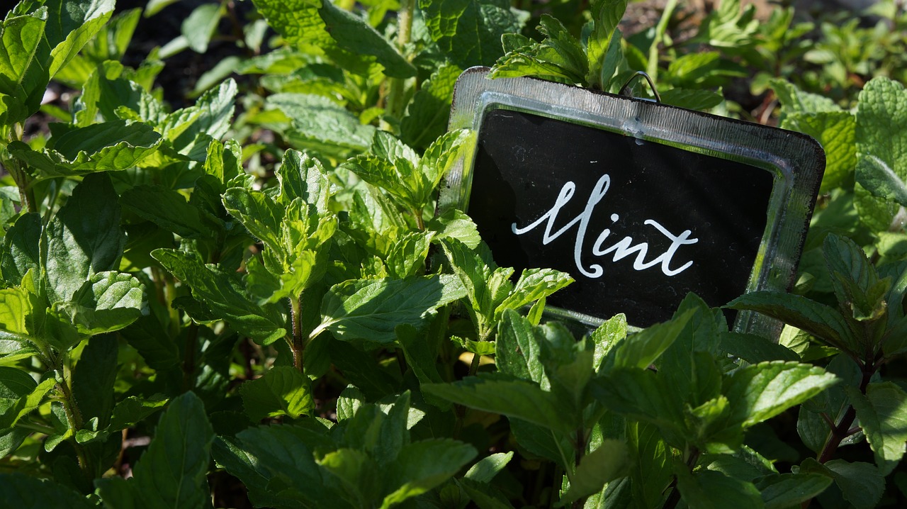 Mint in the garden