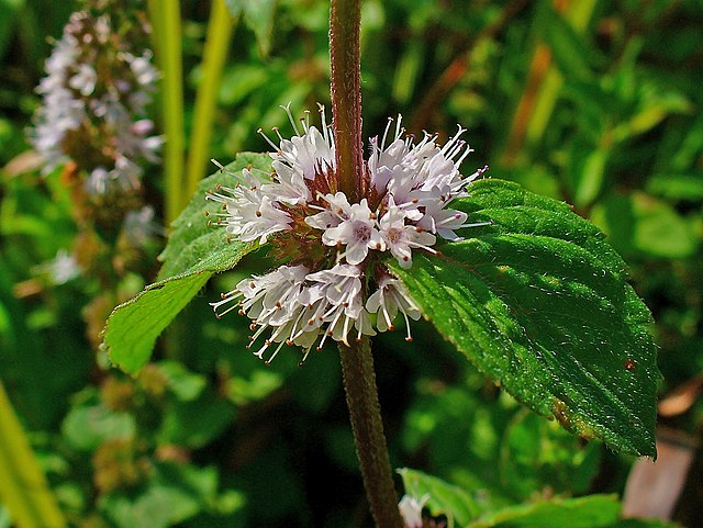 Poleiminze mit Blüten