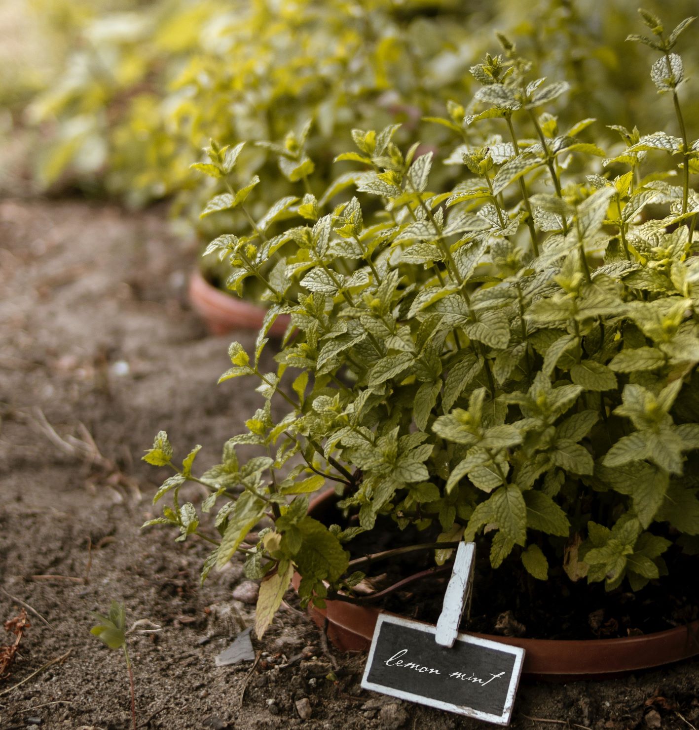 Lemon mint