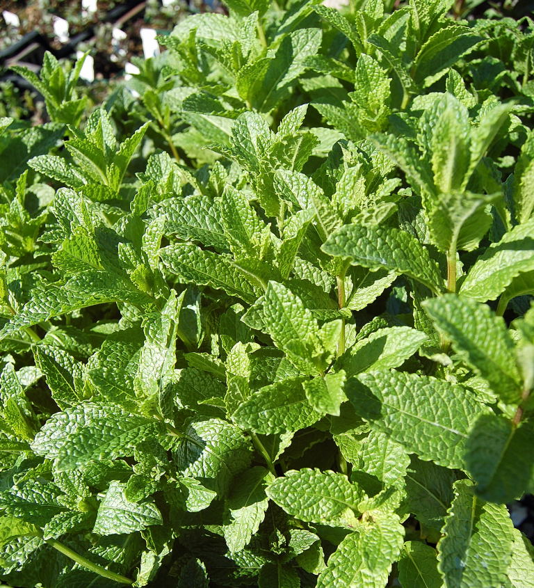 Moroccan mint