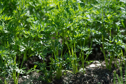 Companion Plants for Carrots: What (Not) to Plant With Carrots