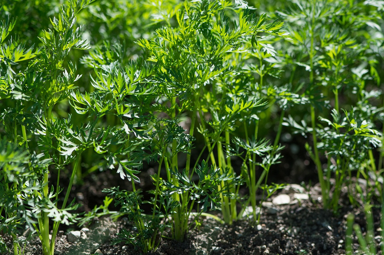 Companion Plants for Carrots: What (Not) to Plant With Carrots