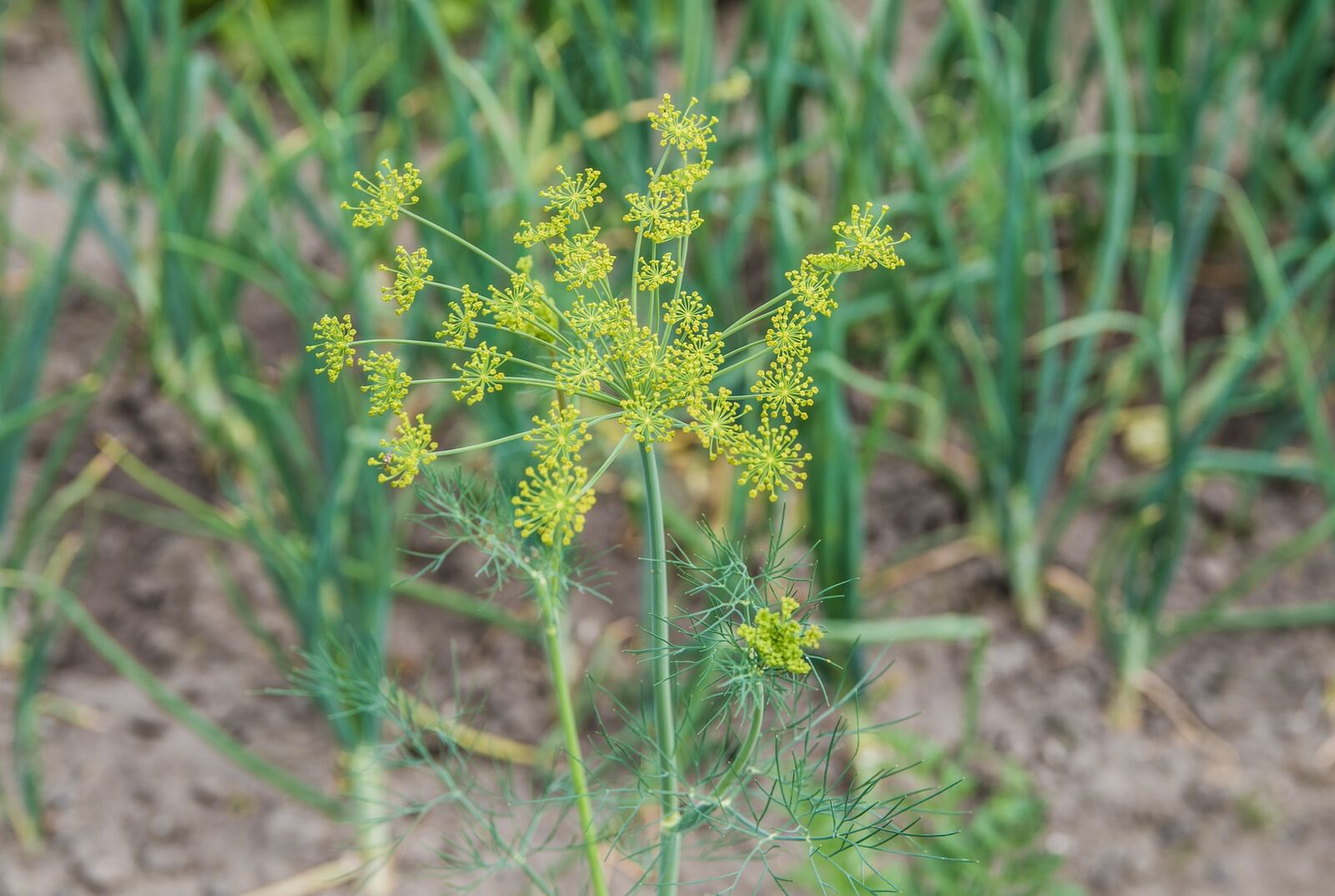 Dill plant 