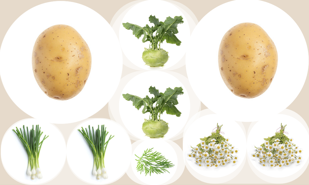 Mischkultur mit Kartoffel, Kohlrabi, Frühlingszwiebeln, Dill und Kamille