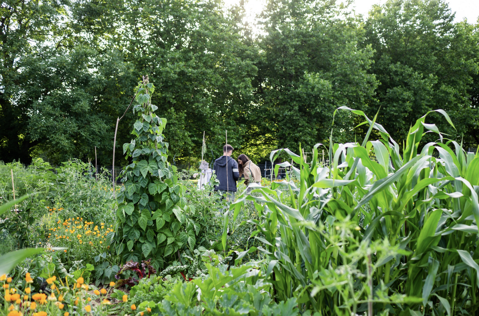 Mixed cultivation in the garden with beans, corn, zucchini, marigolds and much more.