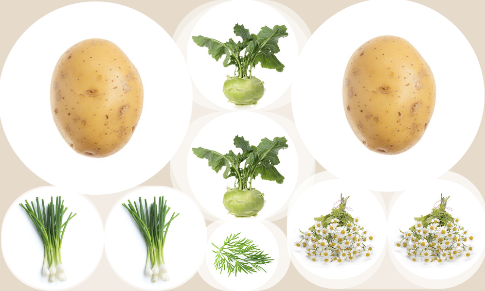 Mixed culture with potato, kohlrabi, spring onions, dill and camomile