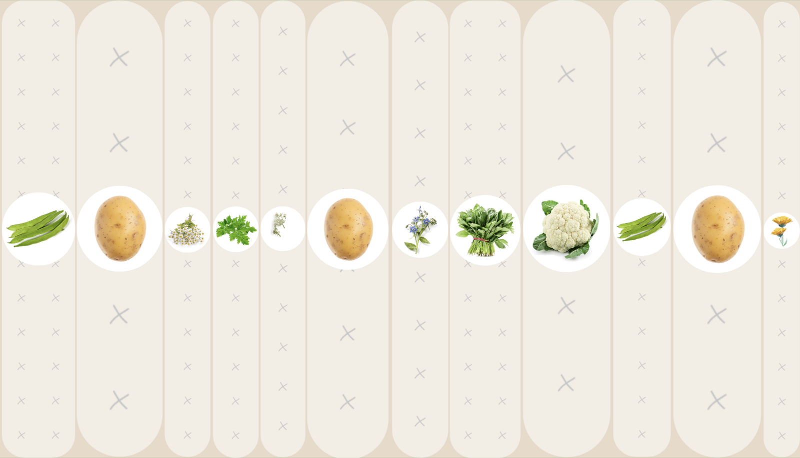 Mixed culture with potato, bean, caraway, camomile, parsley, borage, spinach and cabbage