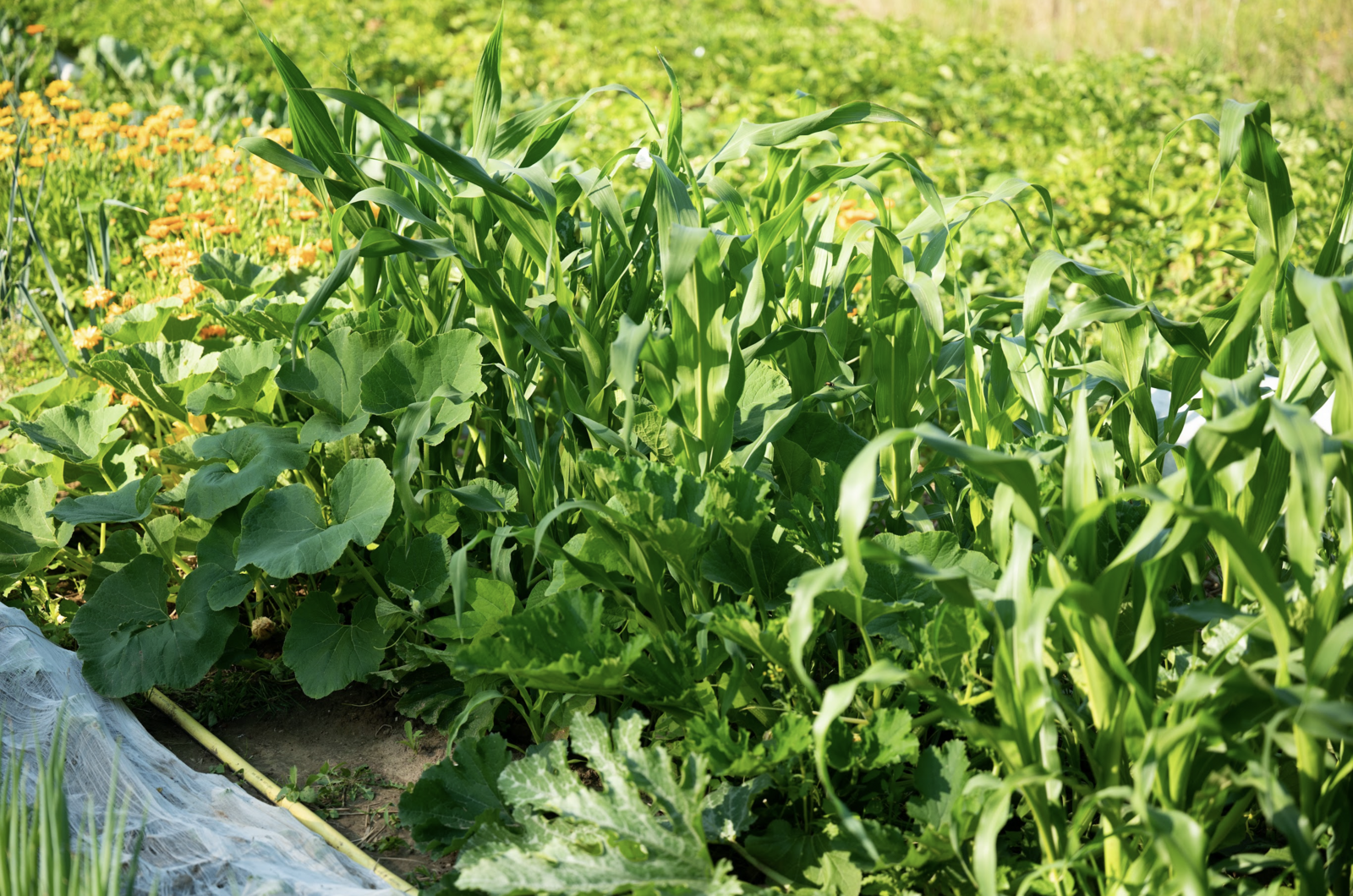 Milpa bed with pumpkin, courgette, maize, beans, marigolds and potatoes.