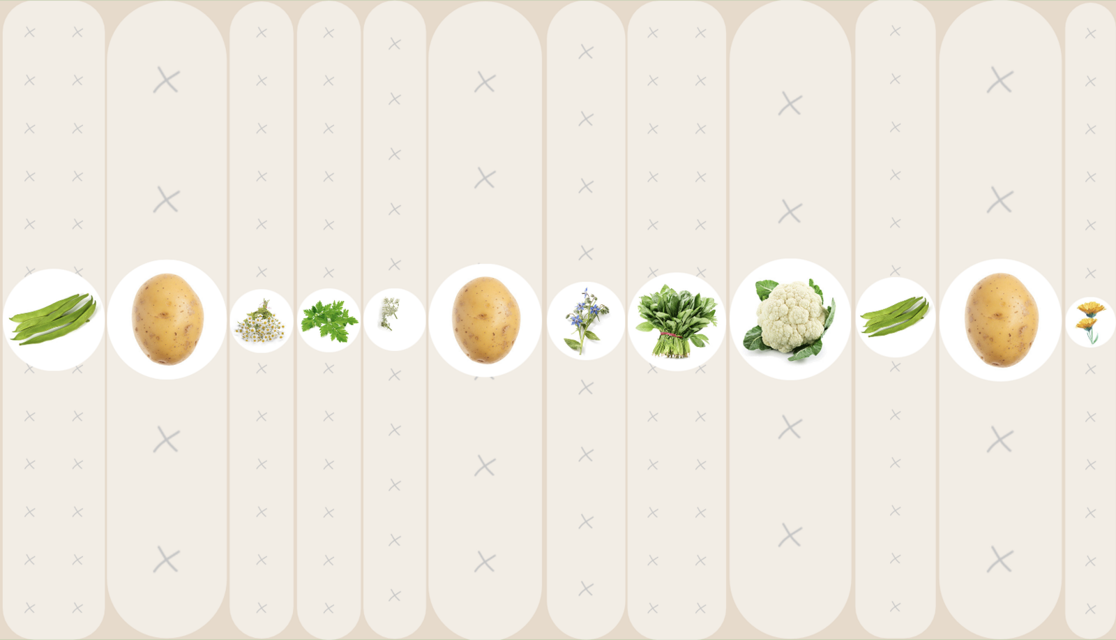 Mischkultur mit Kartoffel, Bohne, Kümmel, Kamille, Petersilie, Borretsch, Spinat und Kohl