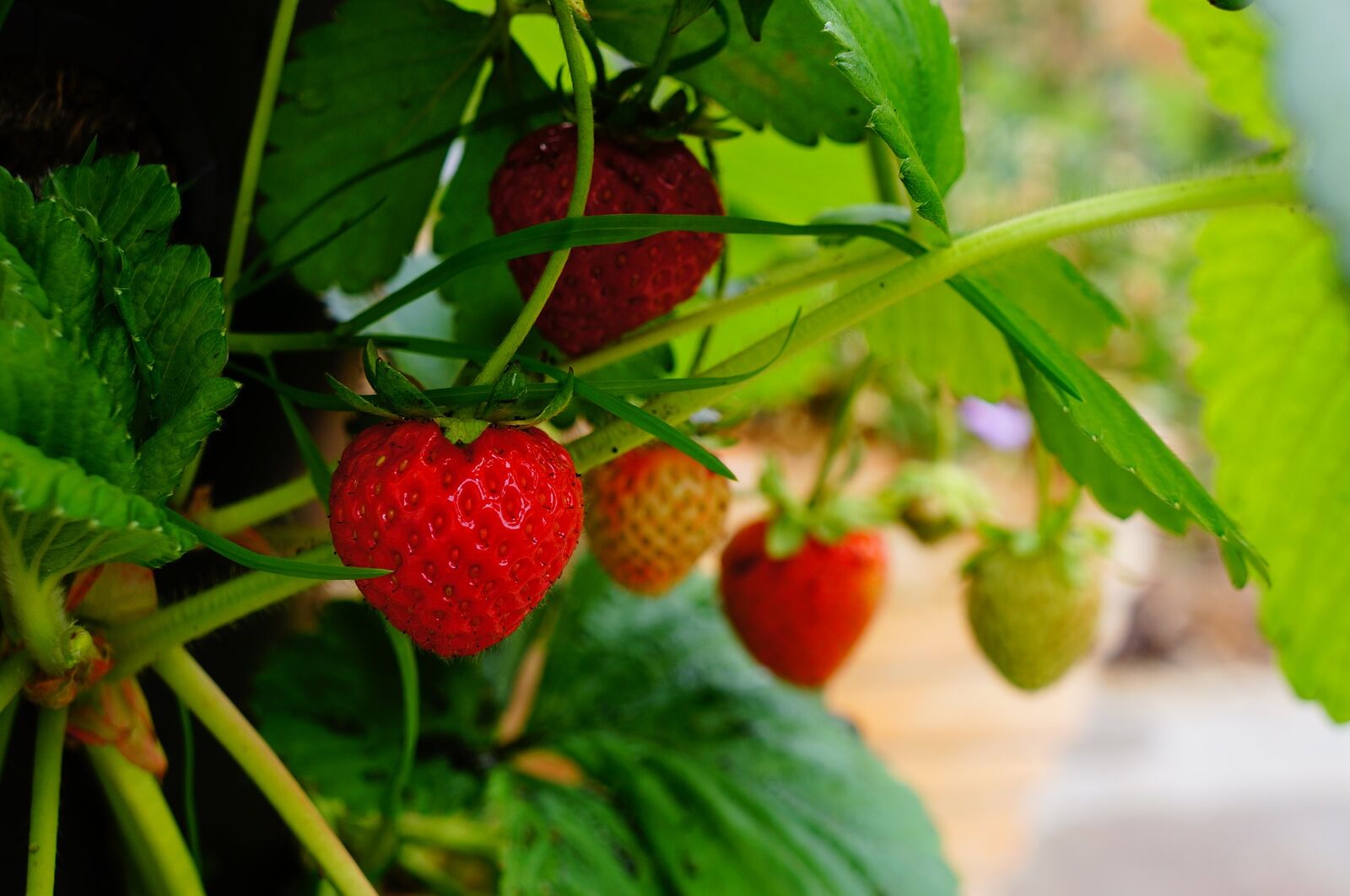 reife Erdbeeren an der Pflanze