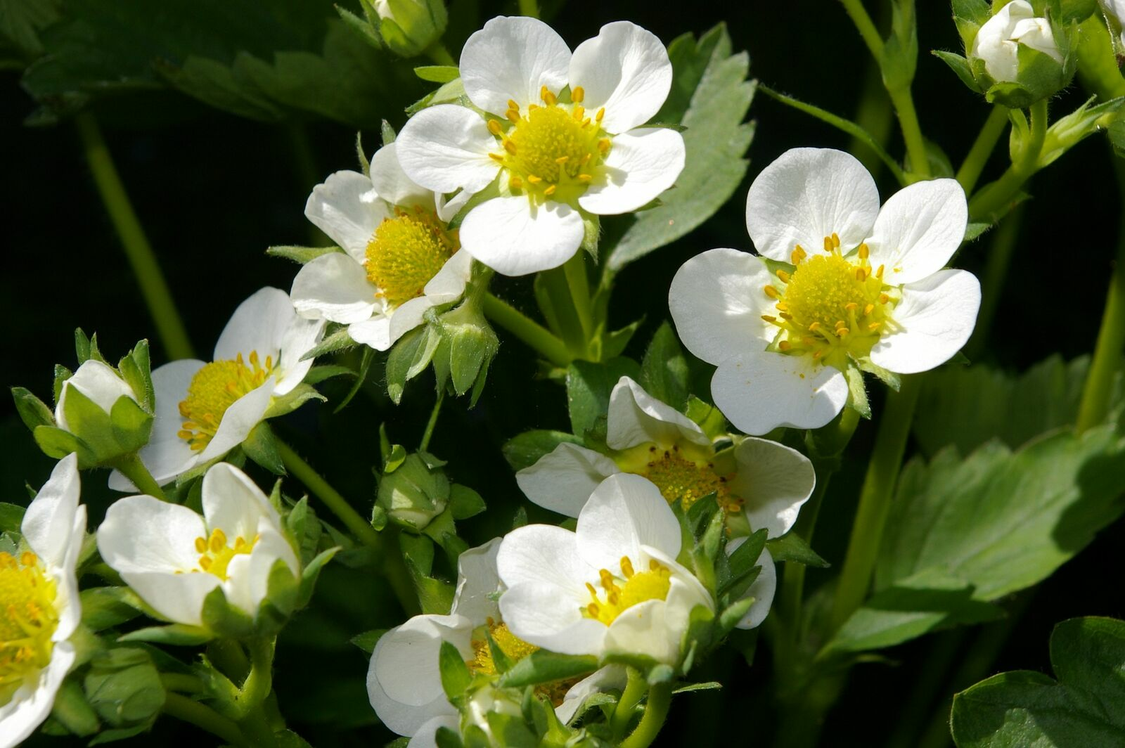 Companion Planting With Strawberries: Companion Plants and Planting Plan