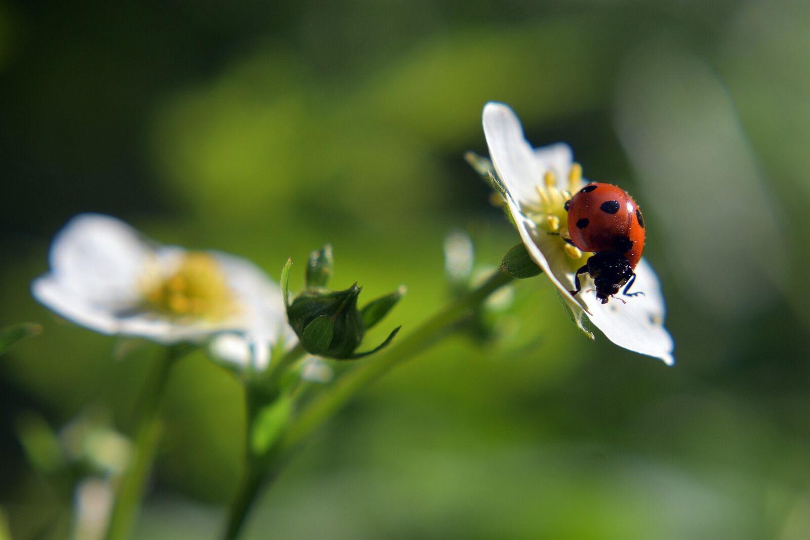 Strawberry blossom with ladybird