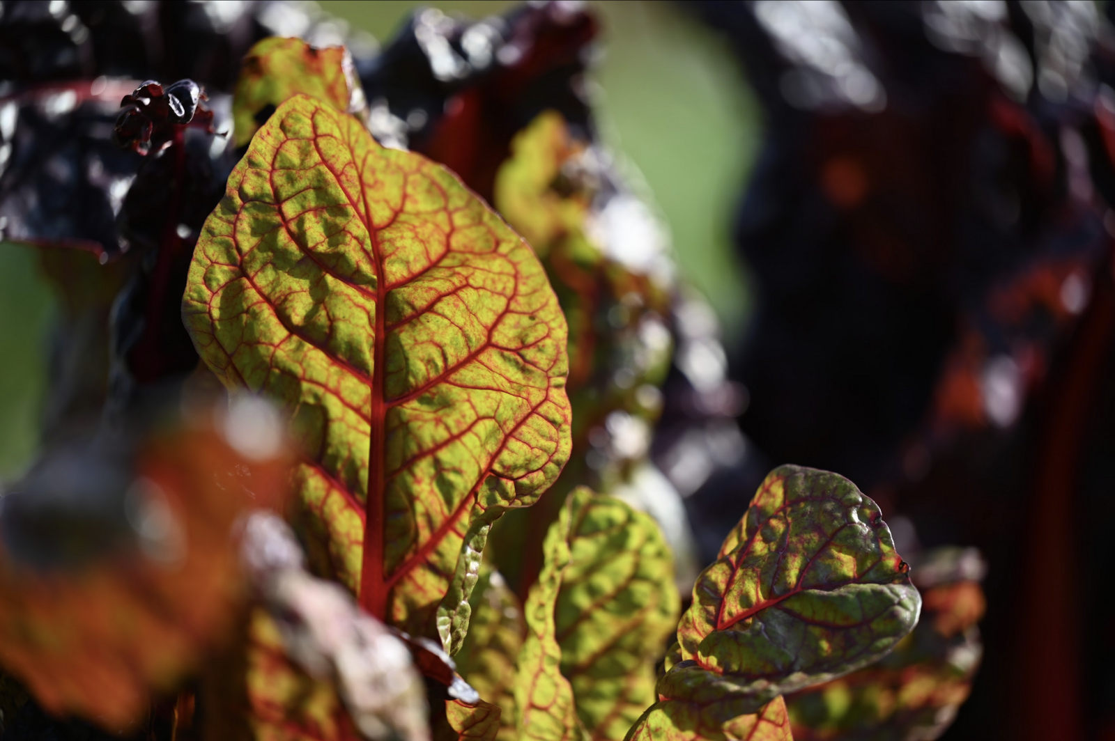 Beet leaves