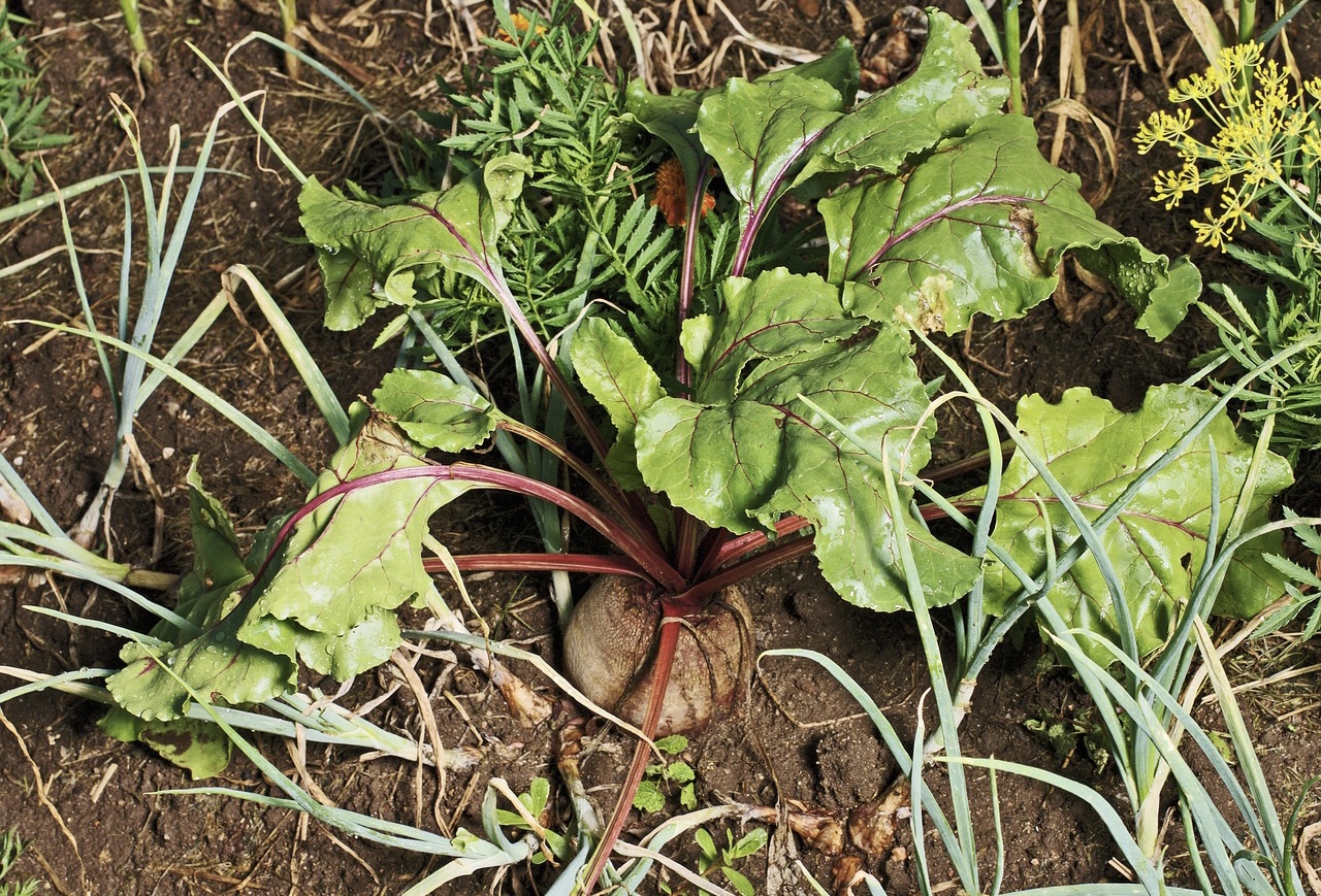 Companion planting with beetroot and onions