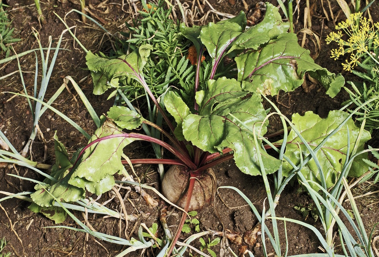 Rote Bete und Zwiebeln als gute Nachbarn