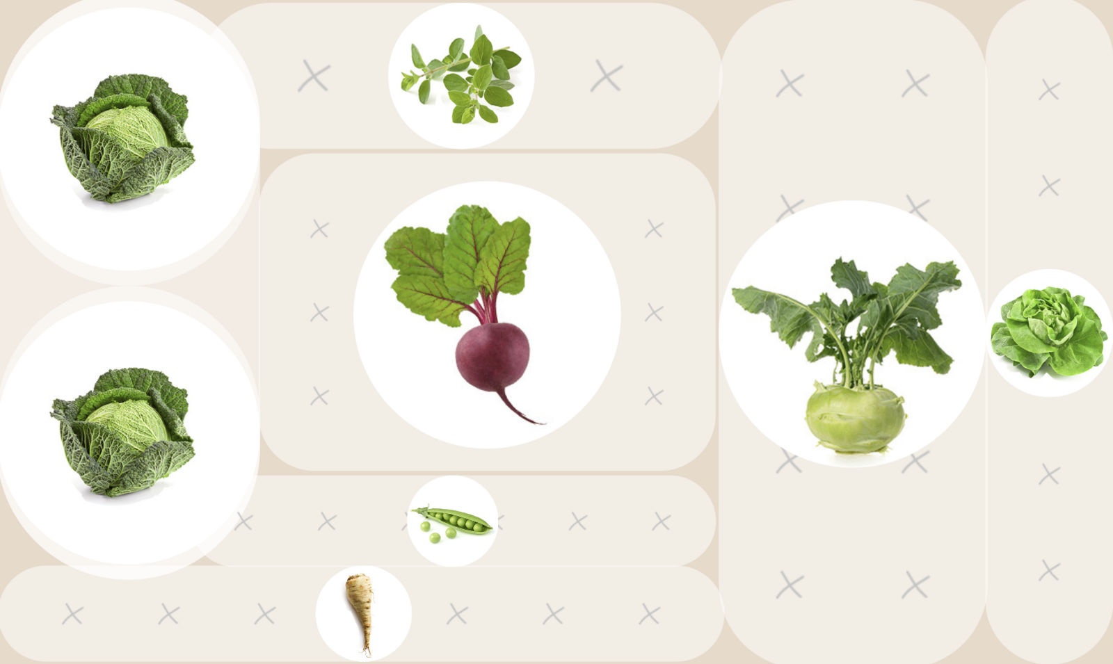 Bed plan - Mixed culture beet