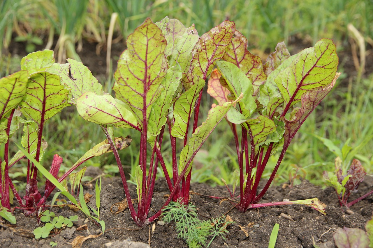 What to Plant With Beetroot: Companion Plants and Bed Plan